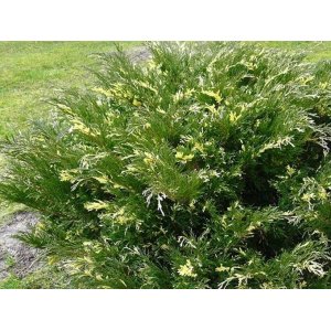 Borievka čínska (Juniperus chinensis) 'PLUMOSA ALBOVARIEGATA´ - výška 20-30 cm, ⌀ 30-40 cm, kont. C2L / C4L - 2. Trieda/Kvalita B